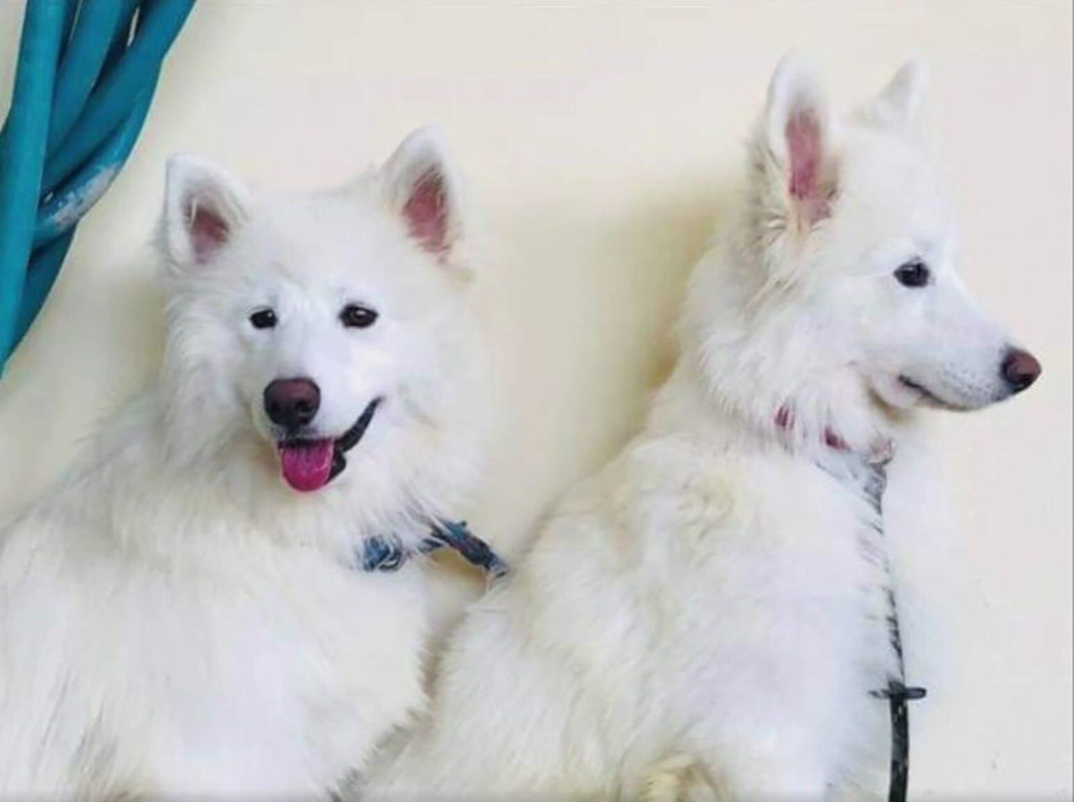 bodhi and phoebe samoyes paula st. cloud.jpg